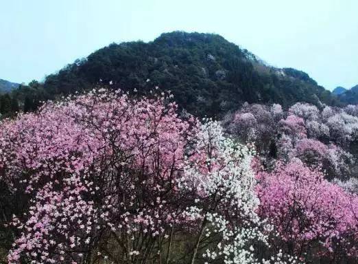 阳3处辛夷花观赏点去过的竟说坑？冰球突破