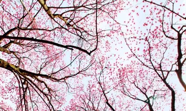 阳3处辛夷花观赏点去过的竟说坑?冰球突破豪华版app深扒四川绵(图3) 阳3处辛夷花观赏点去过的竟说坑?冰球突破豪华版app深扒四川绵(图3)