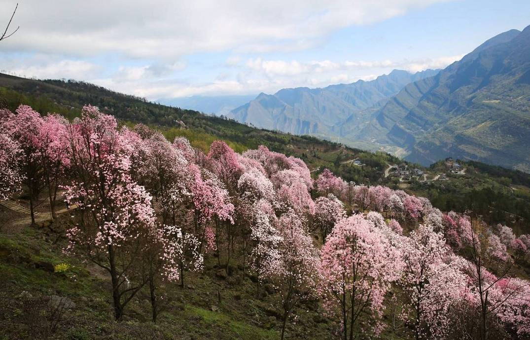 阳3处辛夷花观赏点去过的竟说坑？冰球突破豪华版app深扒四川绵(图4)