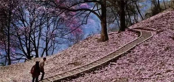 阳3处辛夷花观赏点去过的竟说坑?冰球突破豪华版app深扒四川绵(图7) 阳3处辛夷花观赏点去过的竟说坑?冰球突破豪华版app深扒四川绵(图7)