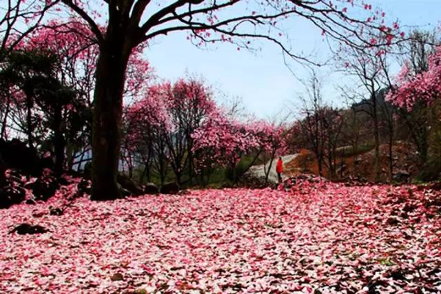 阳3处辛夷花观赏点去过的竟说坑?冰球突破豪华版app深扒四川绵(图8) 阳3处辛夷花观赏点去过的竟说坑?冰球突破豪华版app深扒四川绵(图8)