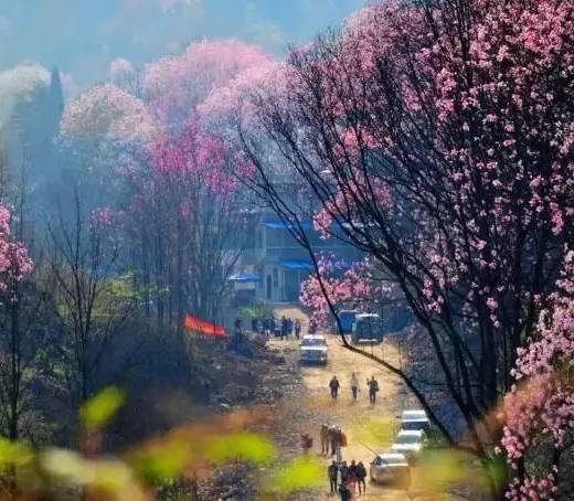 阳3处辛夷花观赏点去过的竟说坑?冰球突破豪华版app深扒四川绵(图9) 阳3处辛夷花观赏点去过的竟说坑?冰球突破豪华版app深扒四川绵(图9)