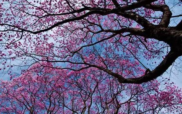 阳3处辛夷花观赏点去过的竟说坑?冰球突破豪华版app深扒四川绵(图13) 阳3处辛夷花观赏点去过的竟说坑?冰球突破豪华版app深扒四川绵(图13)