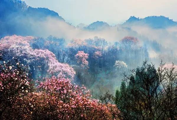 阳3处辛夷花观赏点去过的竟说坑?冰球突破豪华版app深扒四川绵(图14) 阳3处辛夷花观赏点去过的竟说坑?冰球突破豪华版app深扒四川绵(图14)