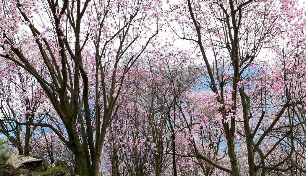 阳3处辛夷花观赏点去过的竟说坑?冰球突破豪华版app深扒四川绵(图15) 阳3处辛夷花观赏点去过的竟说坑?冰球突破豪华版app深扒四川绵(图15)