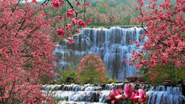 阳3处辛夷花观赏点去过的竟说坑?冰球突破豪华版app深扒四川绵(图16) 阳3处辛夷花观赏点去过的竟说坑?冰球突破豪华版app深扒四川绵(图16)